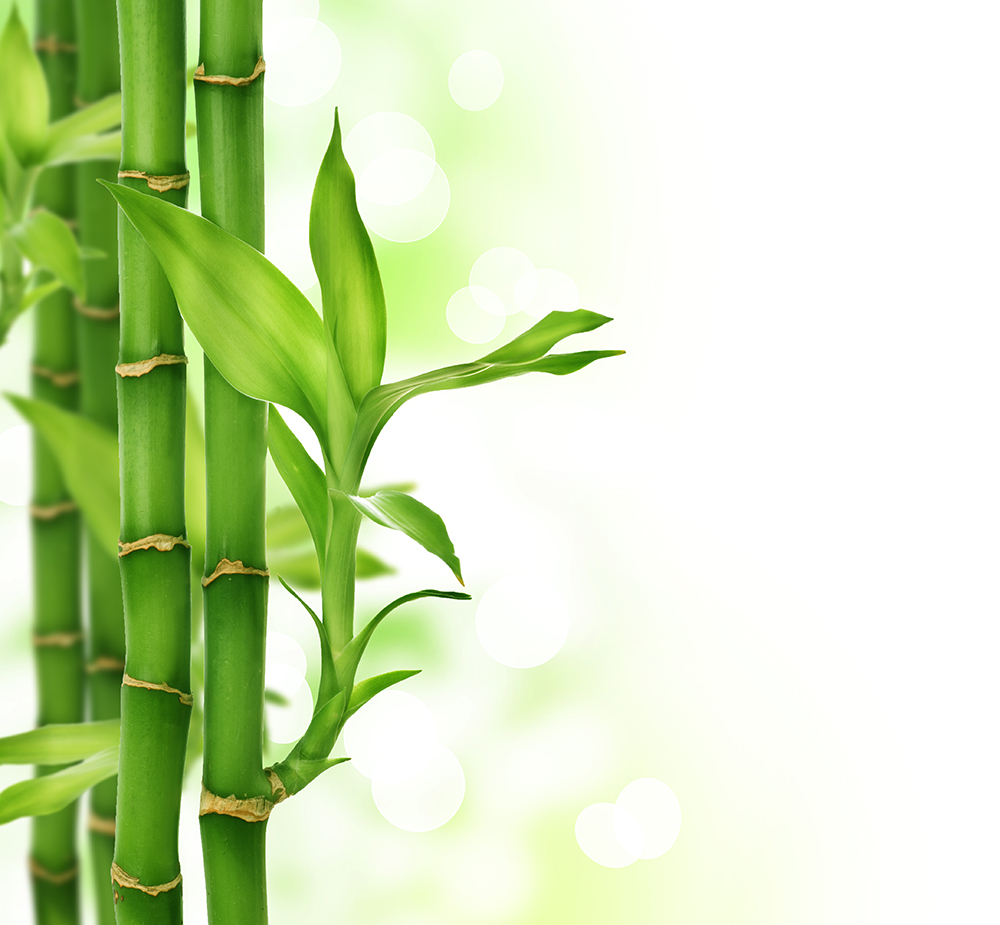 Bamboo formula